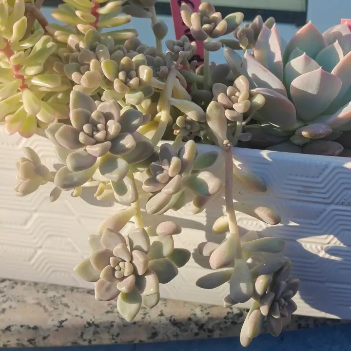Graptosedum Mendozae 2