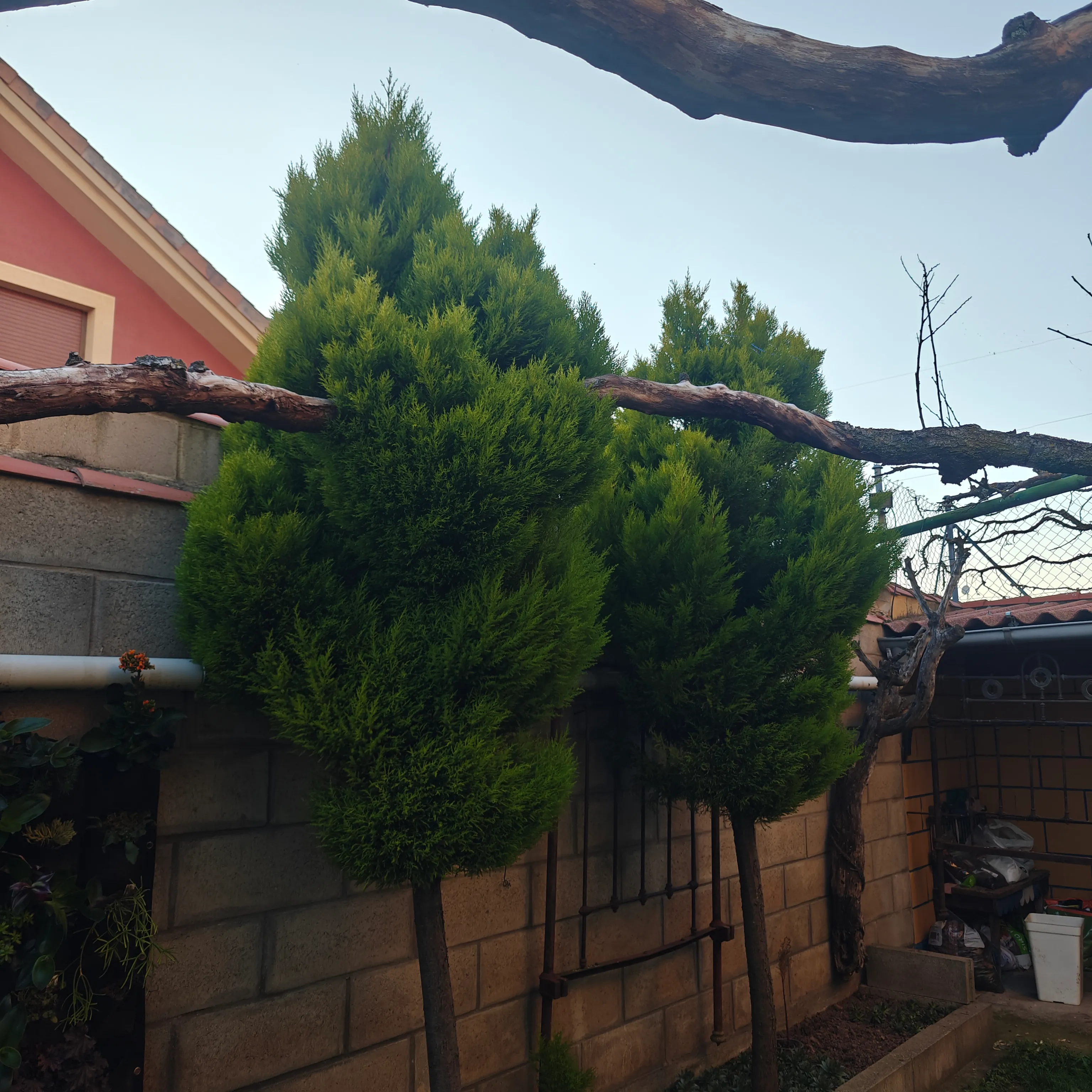 Cupressus Macrocarpa Goldcrest