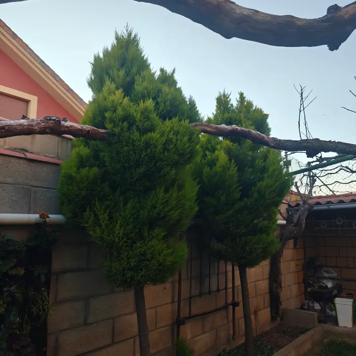 Cupressus Macrocarpa Goldcrest 1