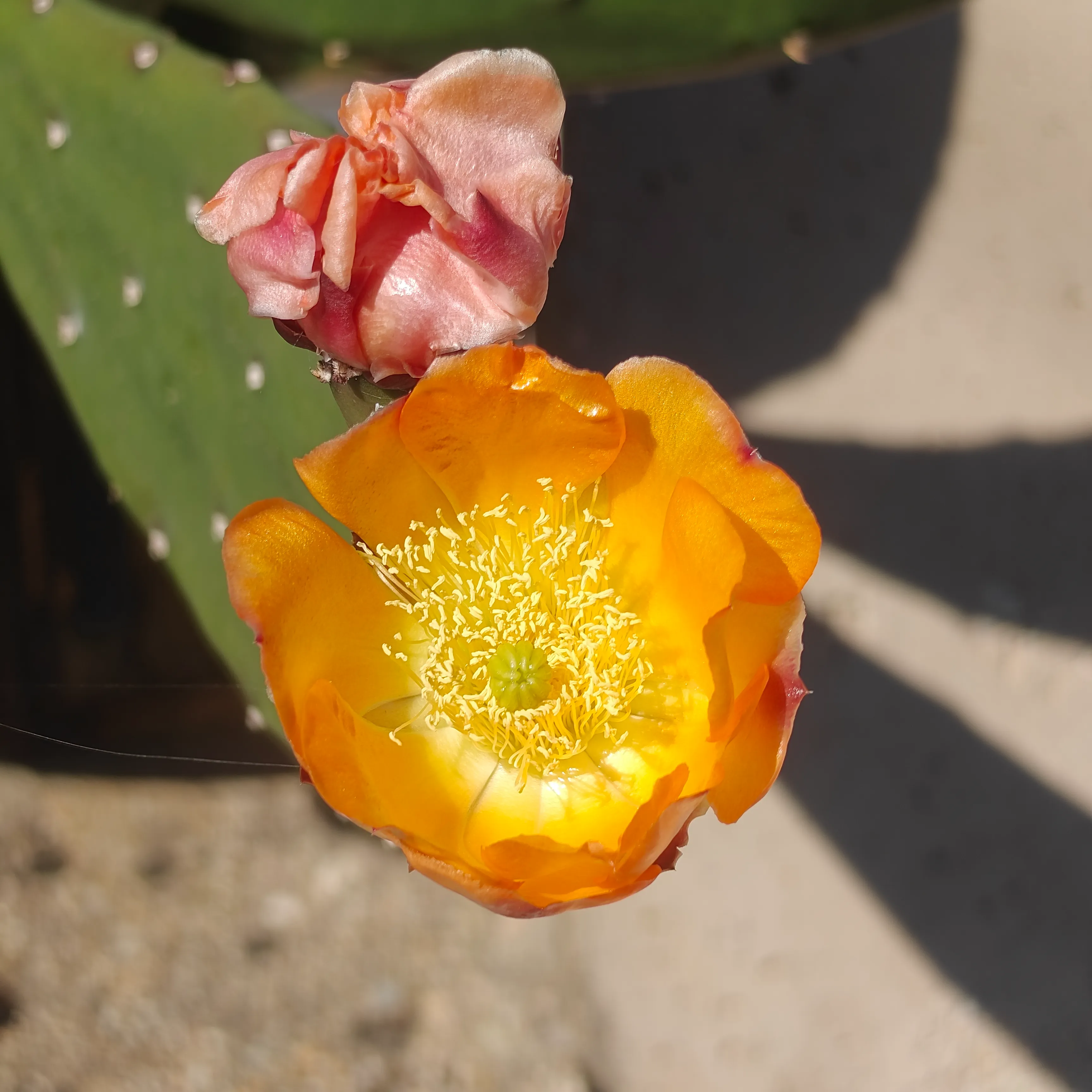 Opuntia Cacanapa 3
