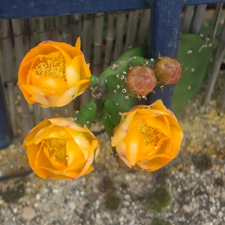 Opuntia Cacanapa 2