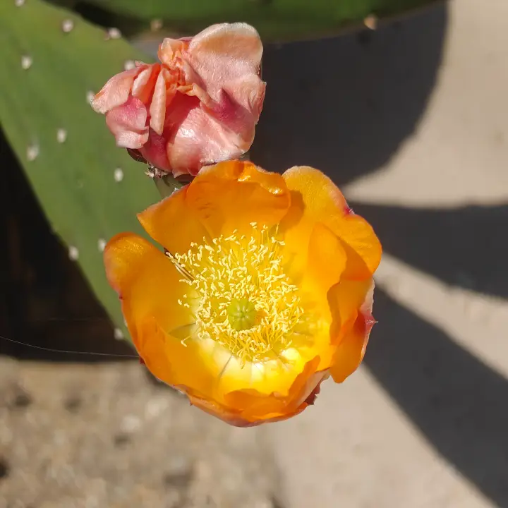 Opuntia Cacanapa 3