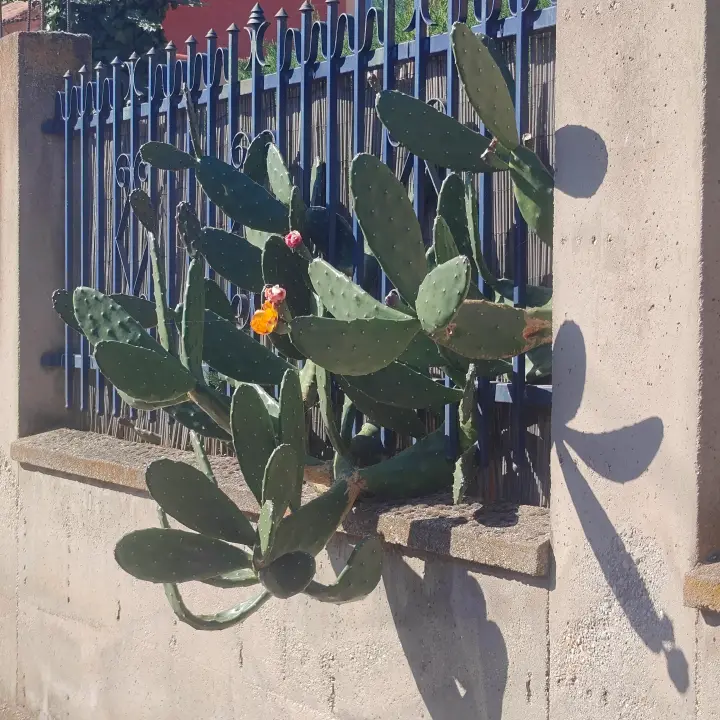Opuntia Cacanapa 4