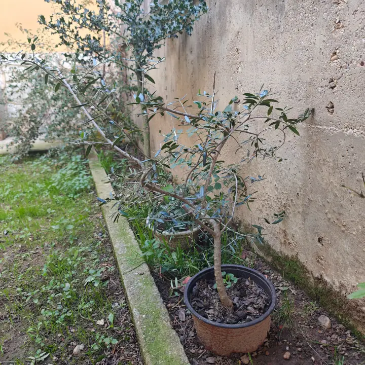 Olea Oleaster 1