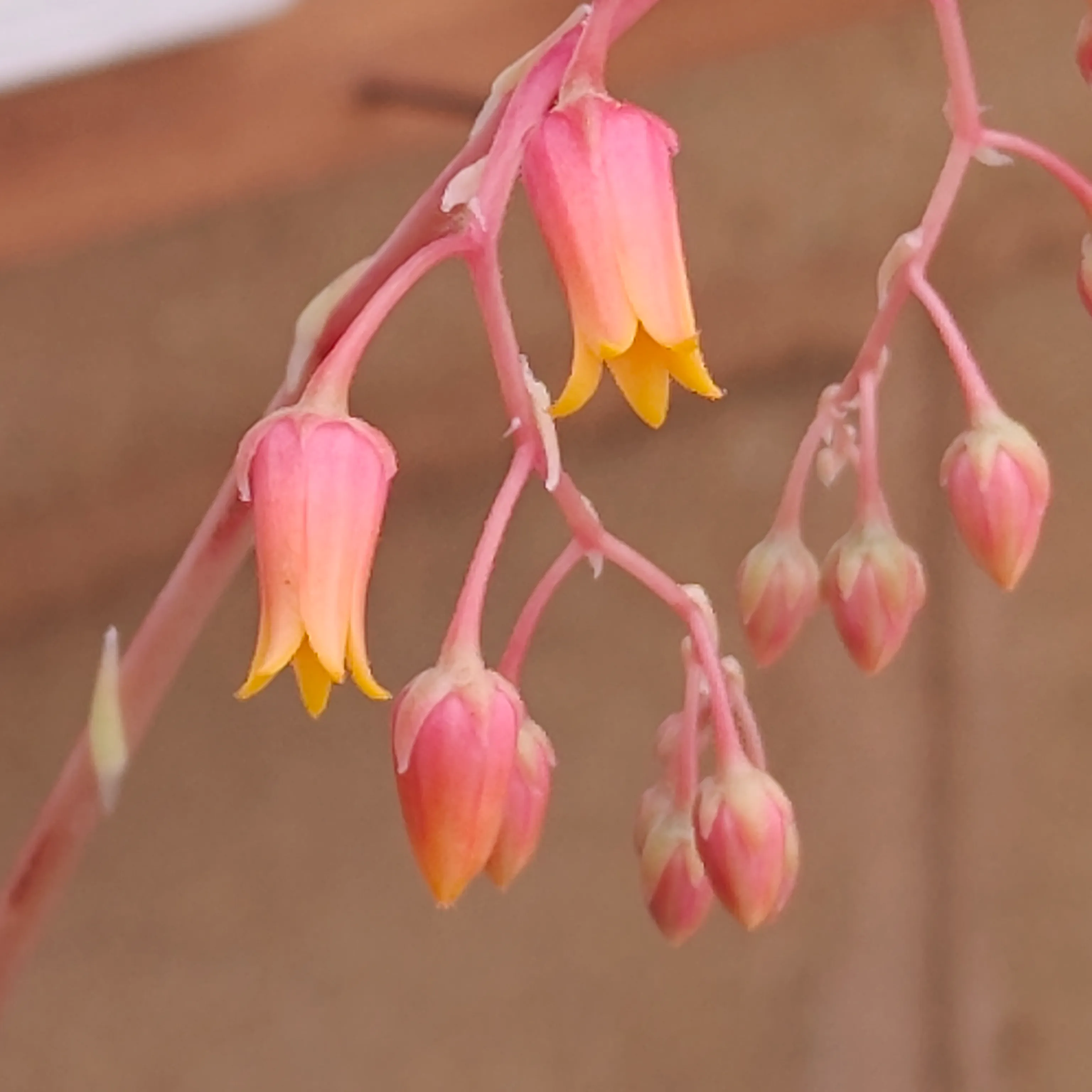Echeveria Agavoides Ebony 4