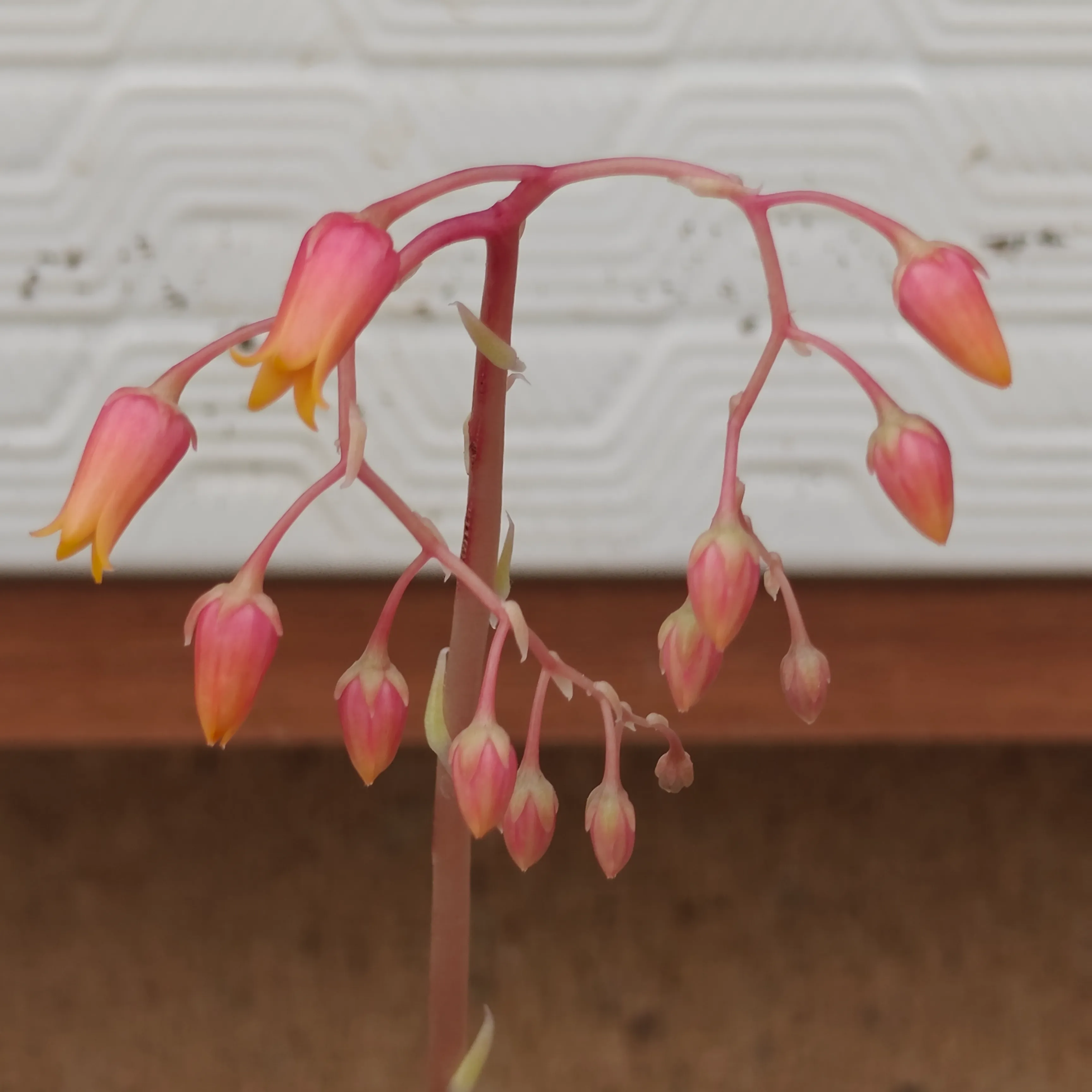 Echeveria Agavoides Ebony 5