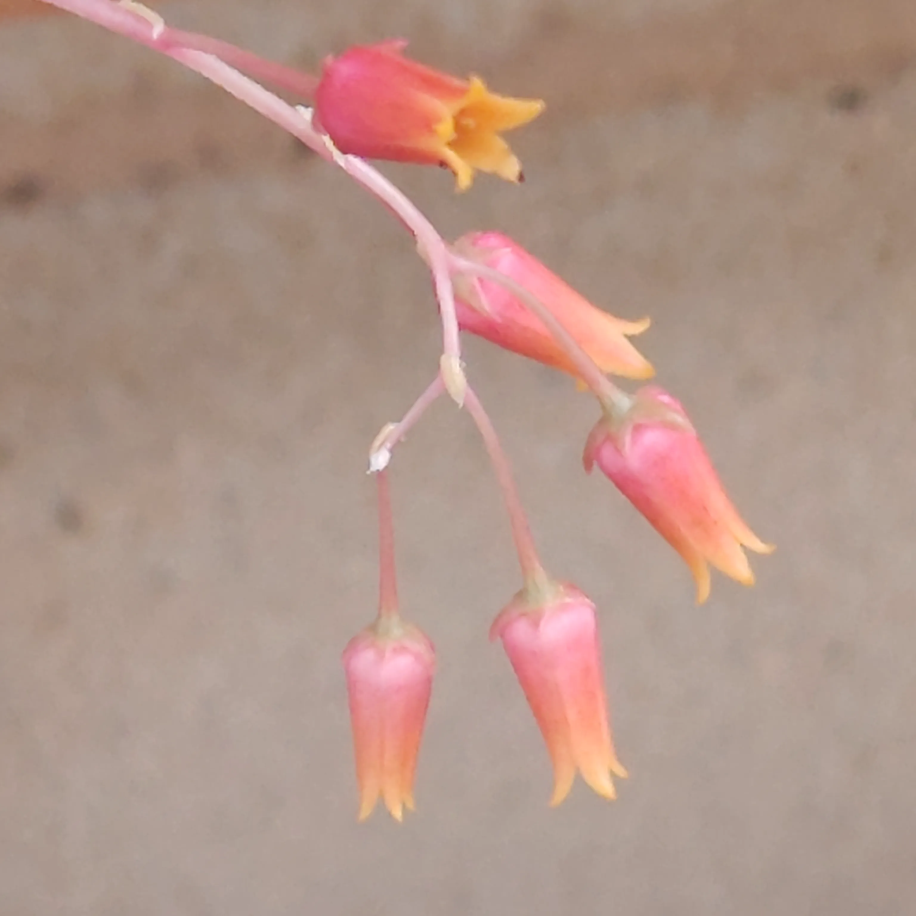 Echeveria Agavoides Ebony 2