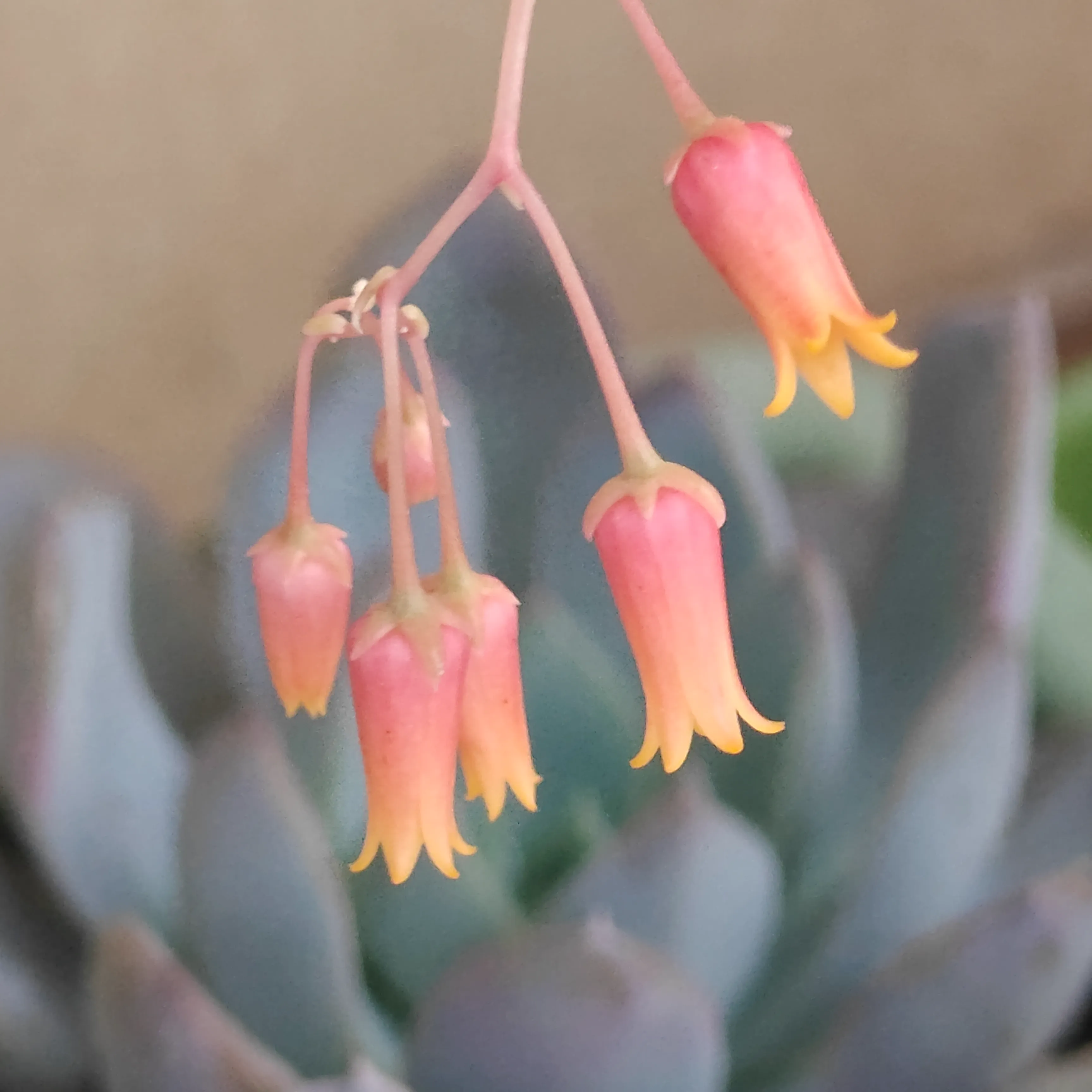 Echeveria Agavoides Ebony 3