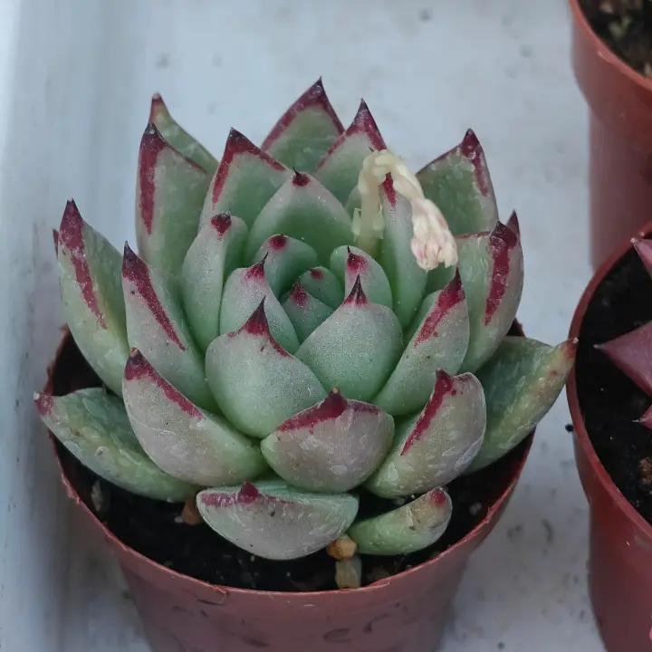 Echeveria Agavoides Ebony 1