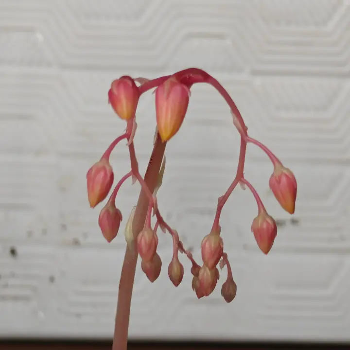 Echeveria Agavoides Ebony flor 5
