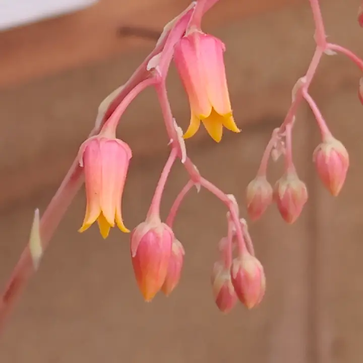 Echeveria Agavoides Ebony flor 3