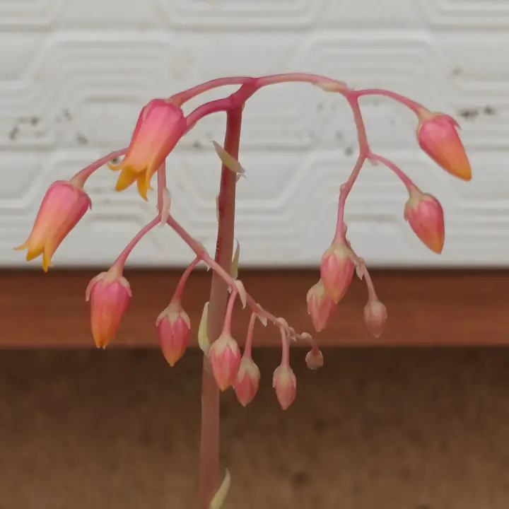 Echeveria Agavoides Ebony flor 4