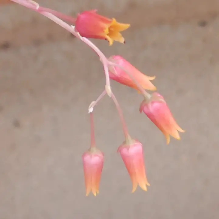 Echeveria Agavoides Ebony flor 1