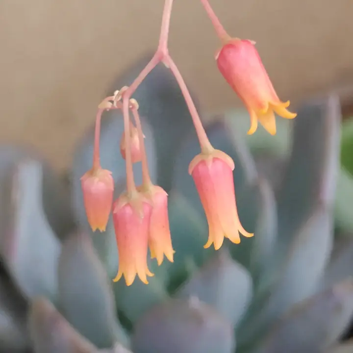 Echeveria Agavoides Ebony flor 2