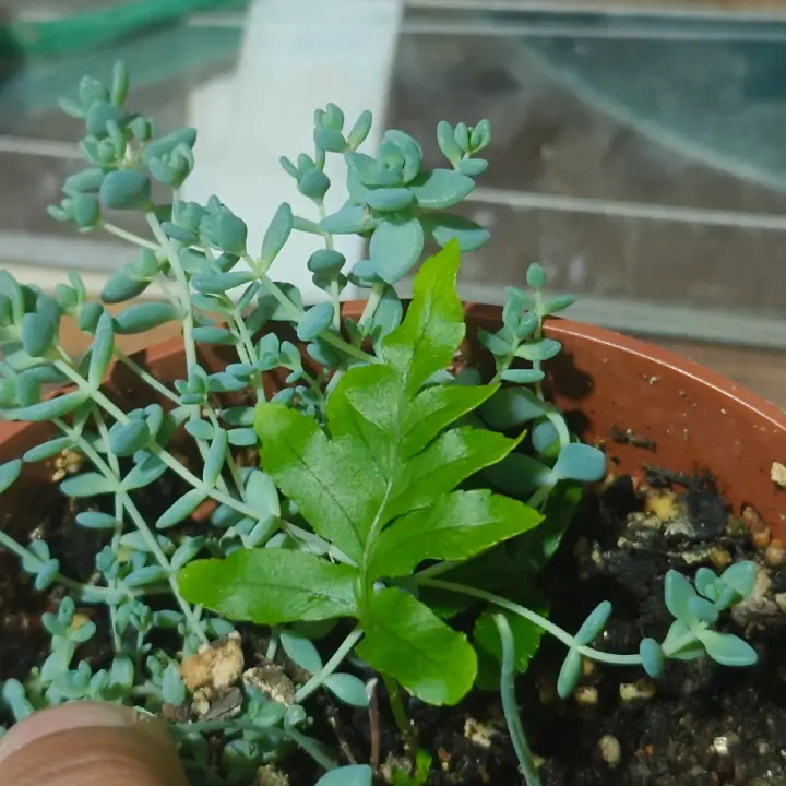 Polypodium cambricum 1