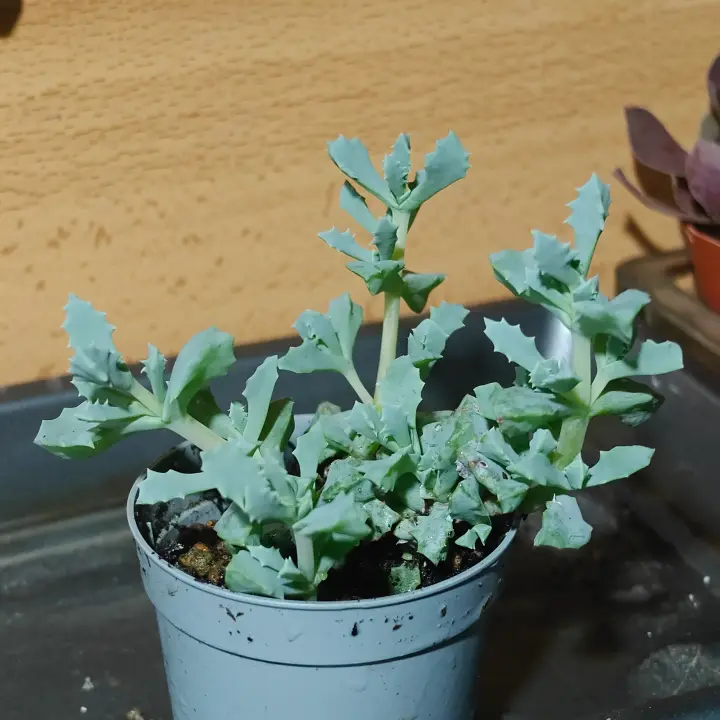 Oscularia deltoides 2