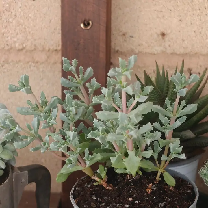 Oscularia deltoides 1