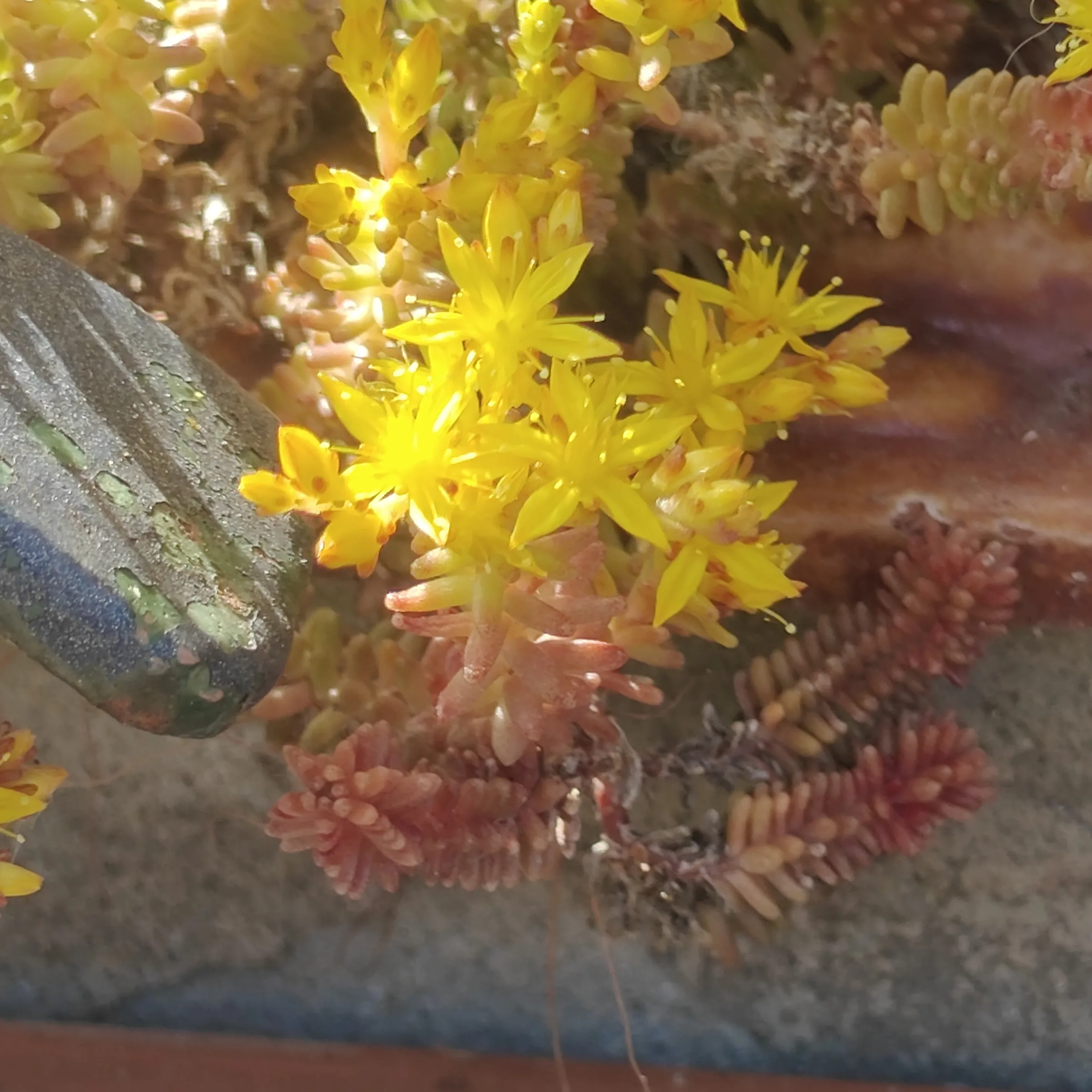 Sedum Sexangulare 2