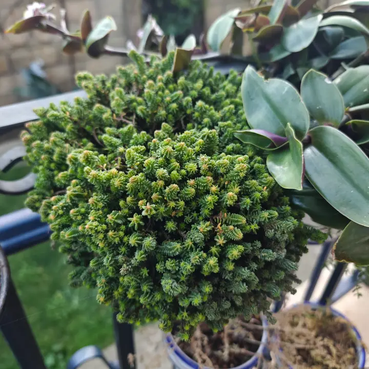 Sedum Sexangulare 1