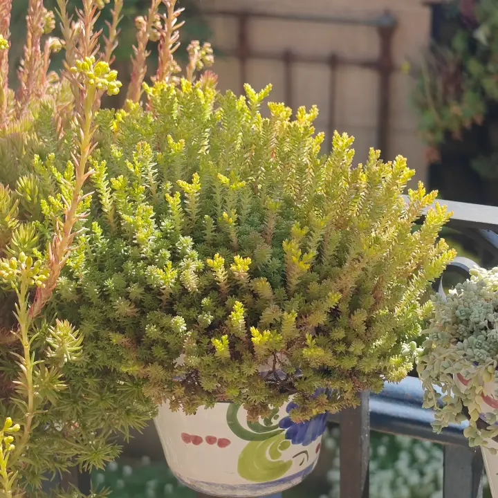 Sedum Sexangulare flor 3