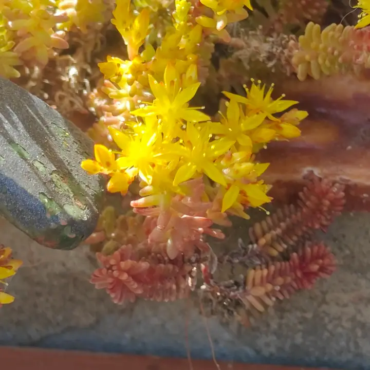 Sedum Sexangulare flor 1