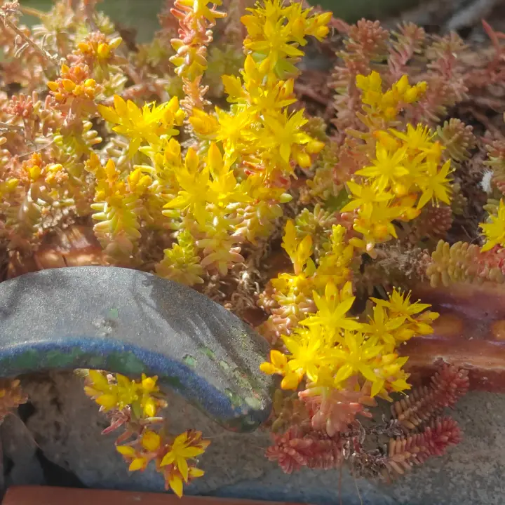 Sedum Sexangulare flor 2