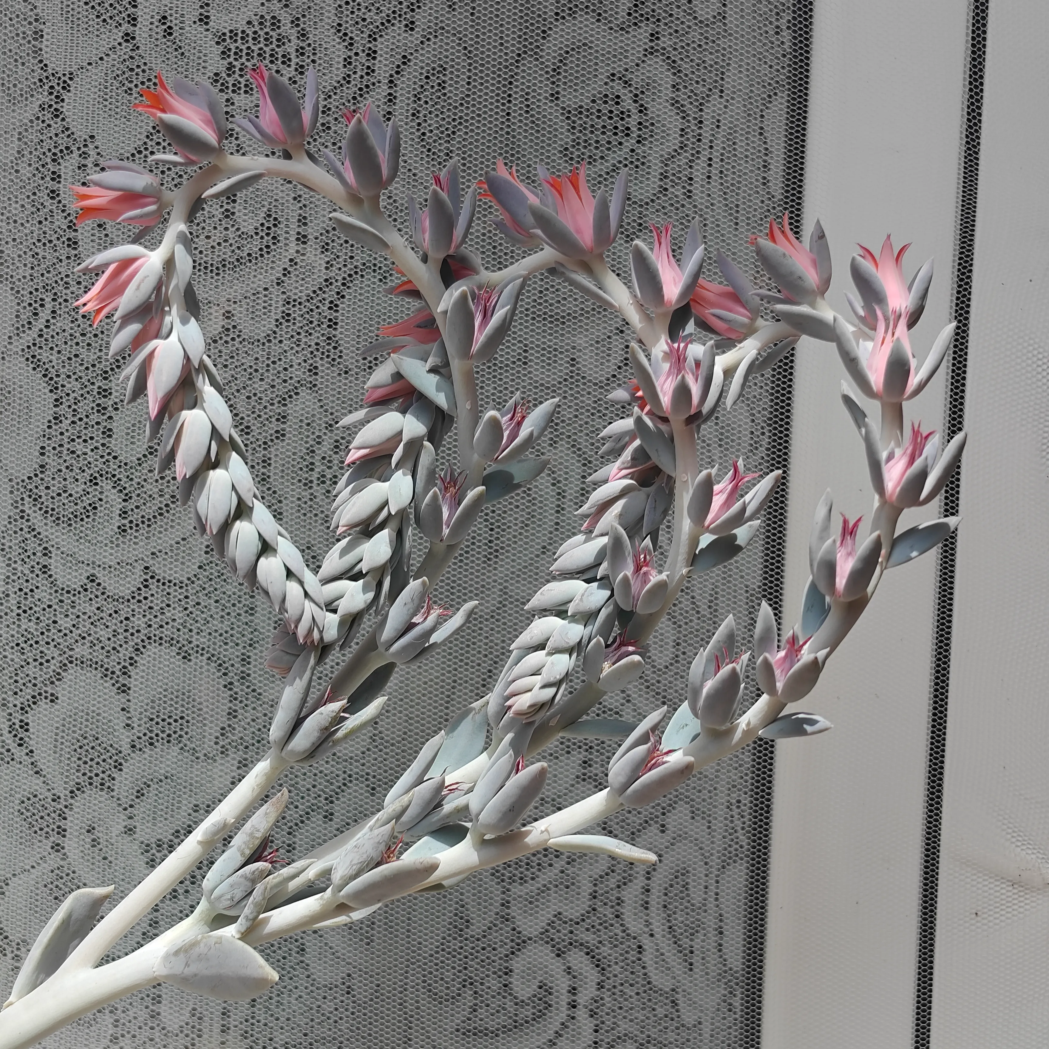 Echeveria Runyonii 5