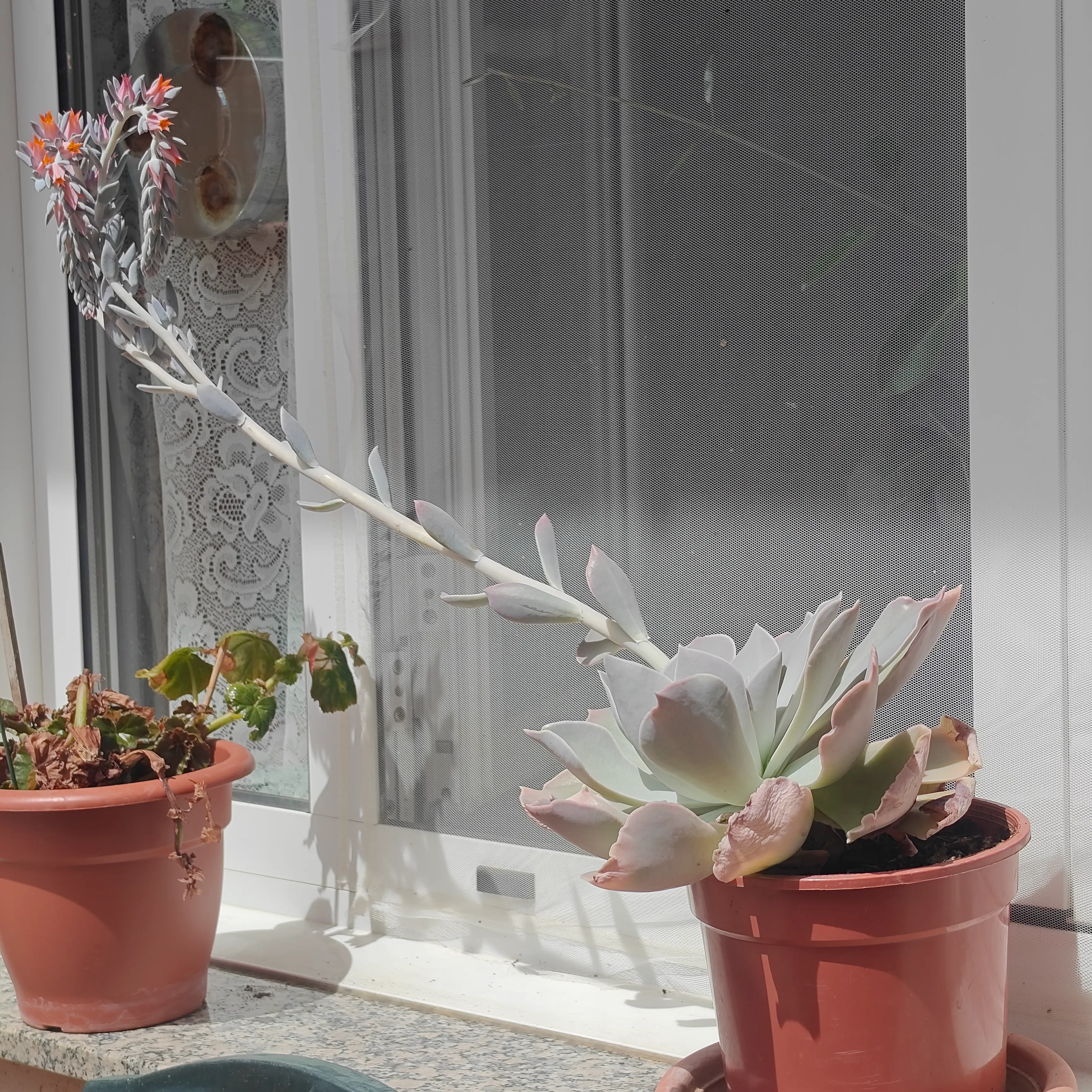Echeveria Runyonii 2