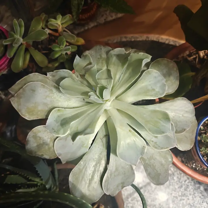 Echeveria Runyonii 3
