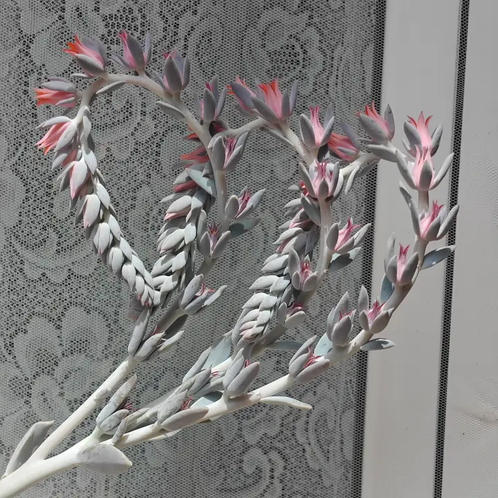 Echeveria Runyonii flor 2