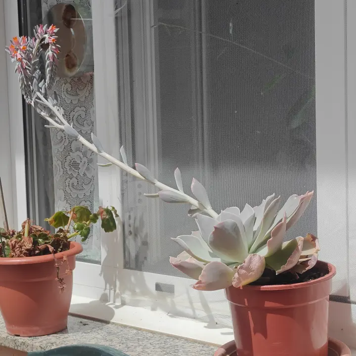 Echeveria Runyonii 2