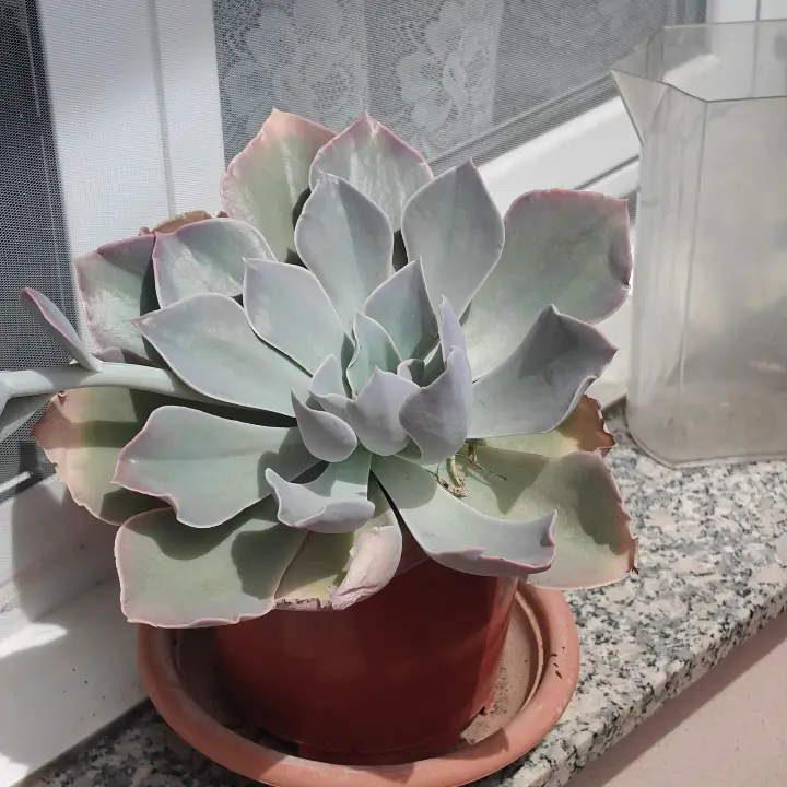 Echeveria Runyonii 1