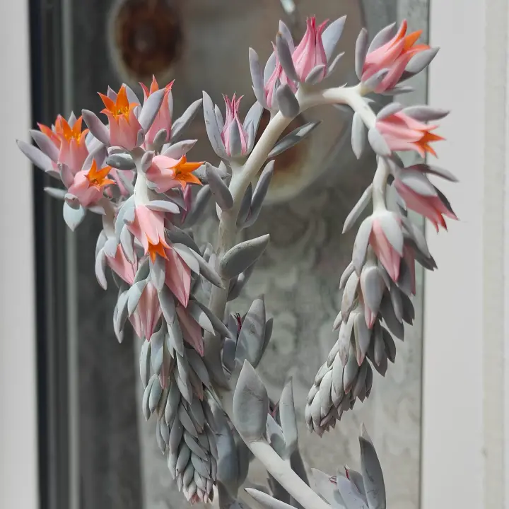 Echeveria Runyonii flor 1