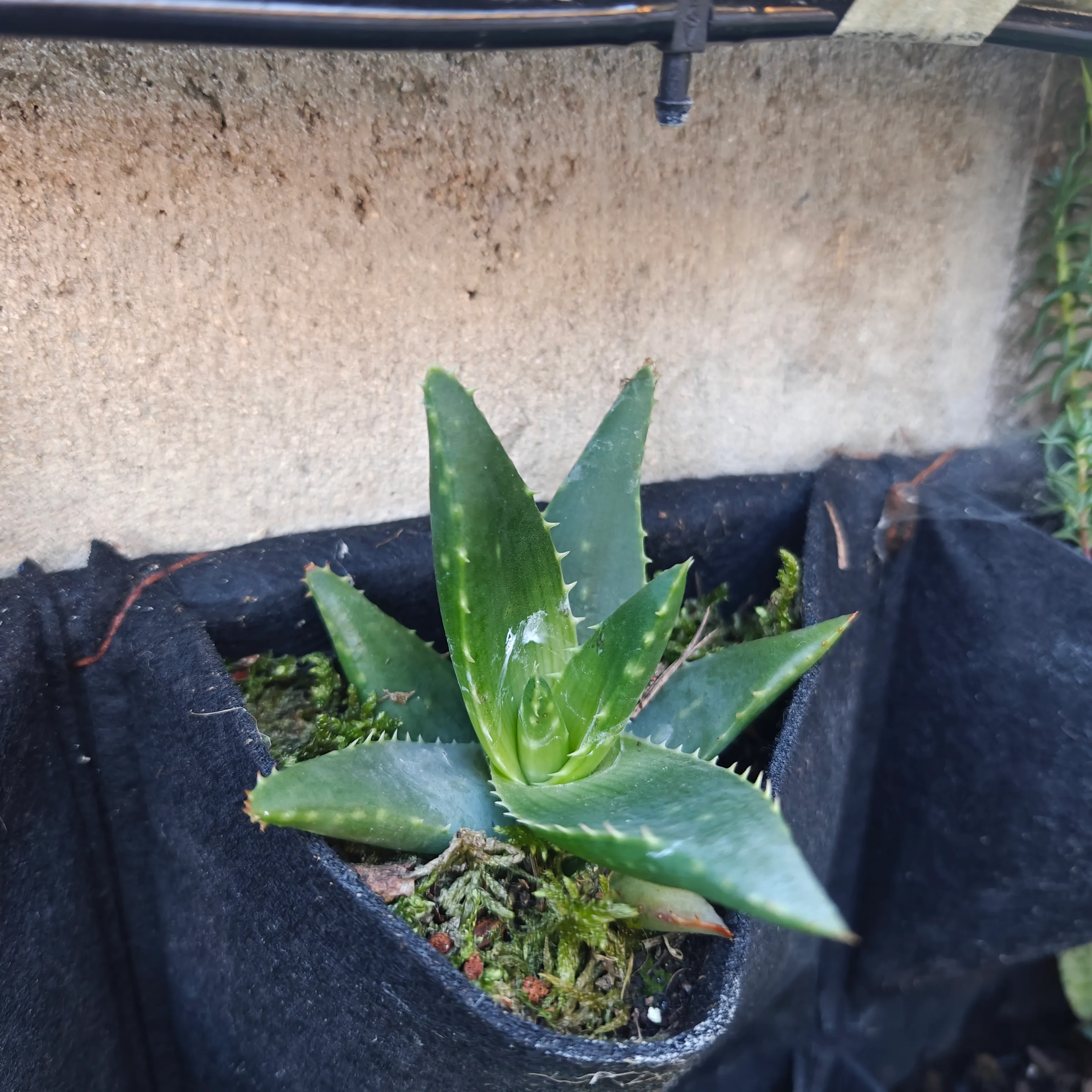 Aloe Ferox