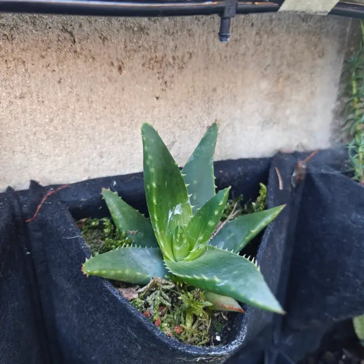 Aloe Ferox 1