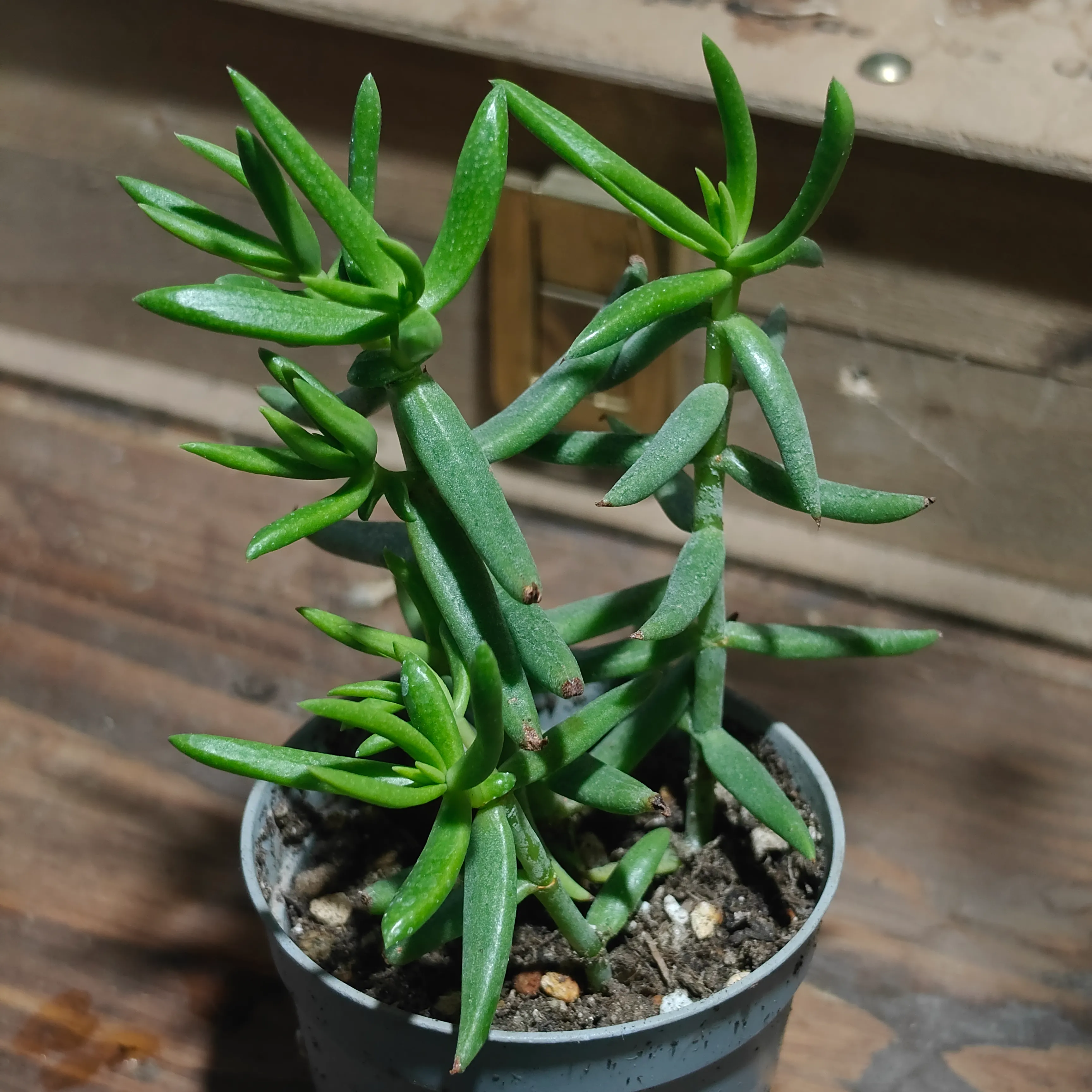 Crassula tetragona 2