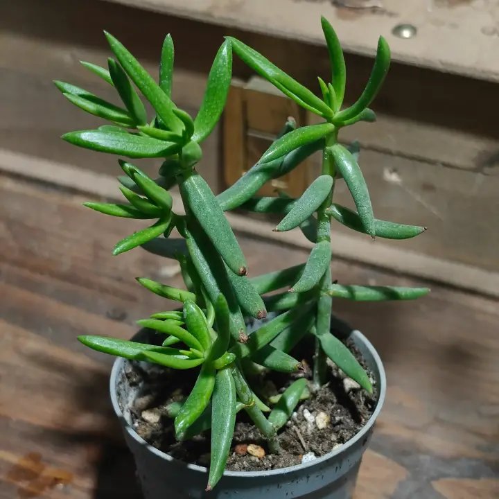 Crassula tetragona 2