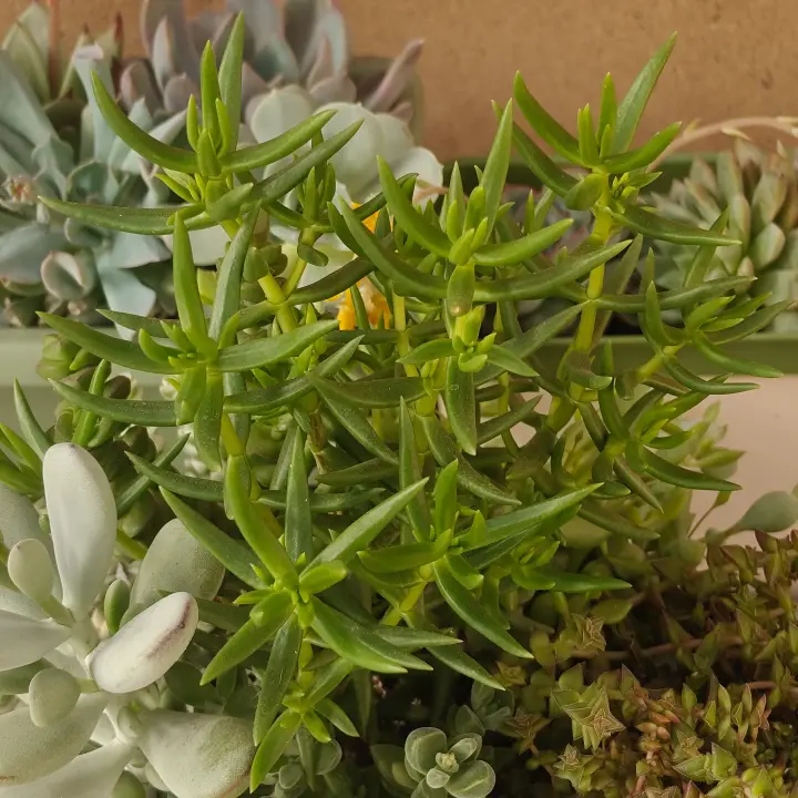 Crassula tetragona 1