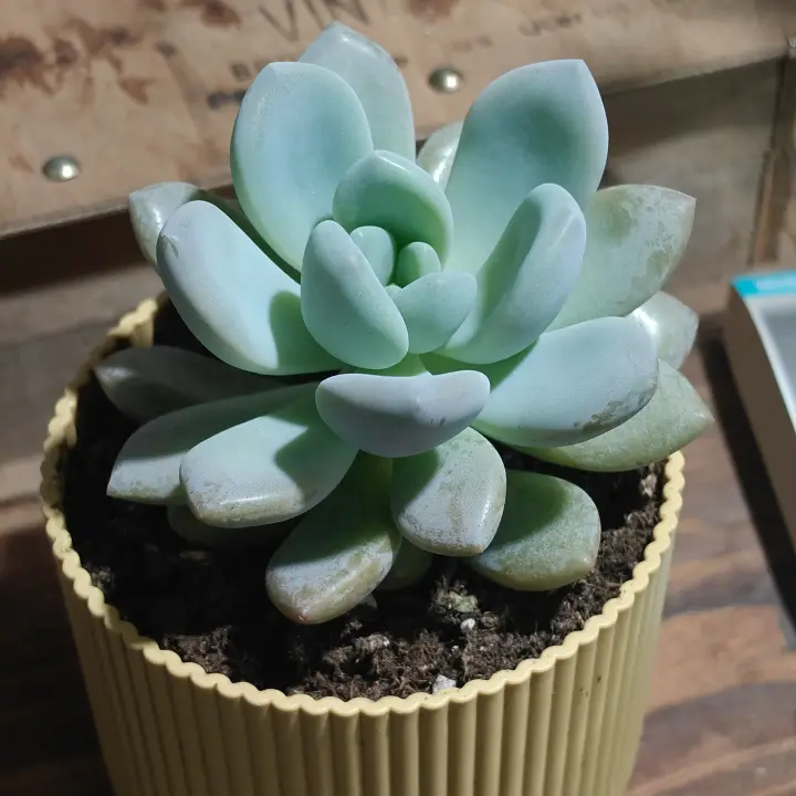 Echeveria laui 2