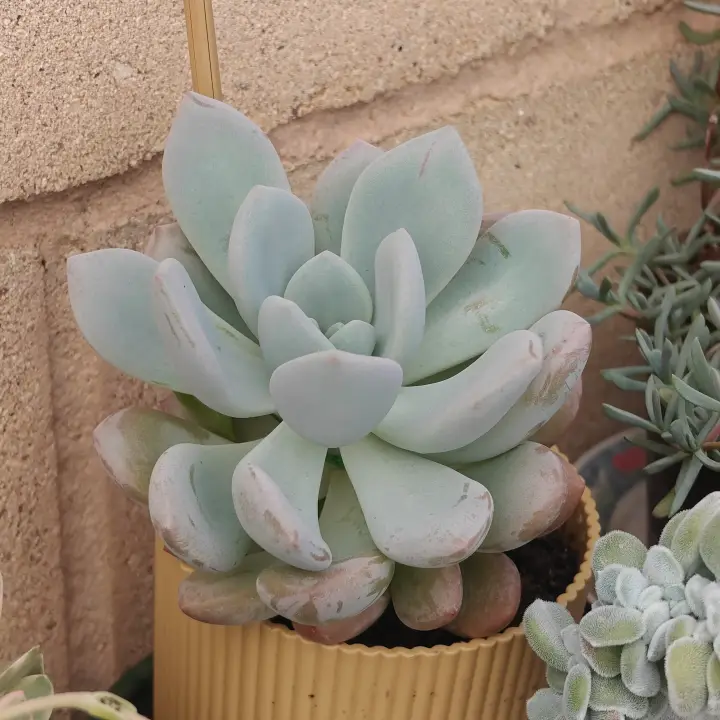 Echeveria laui 1