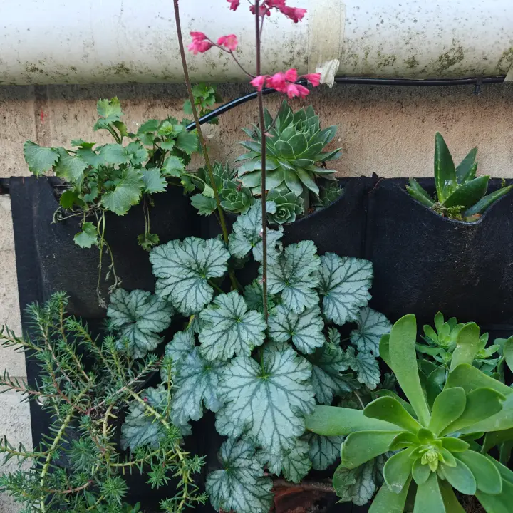 Heuchera Venus 1