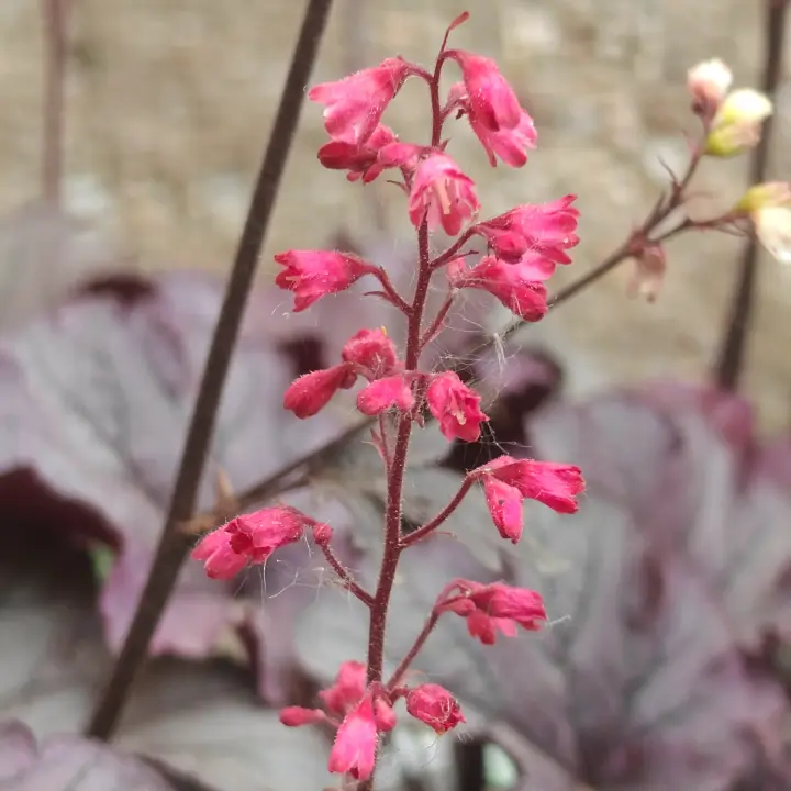 Heuchera Venus flor 1