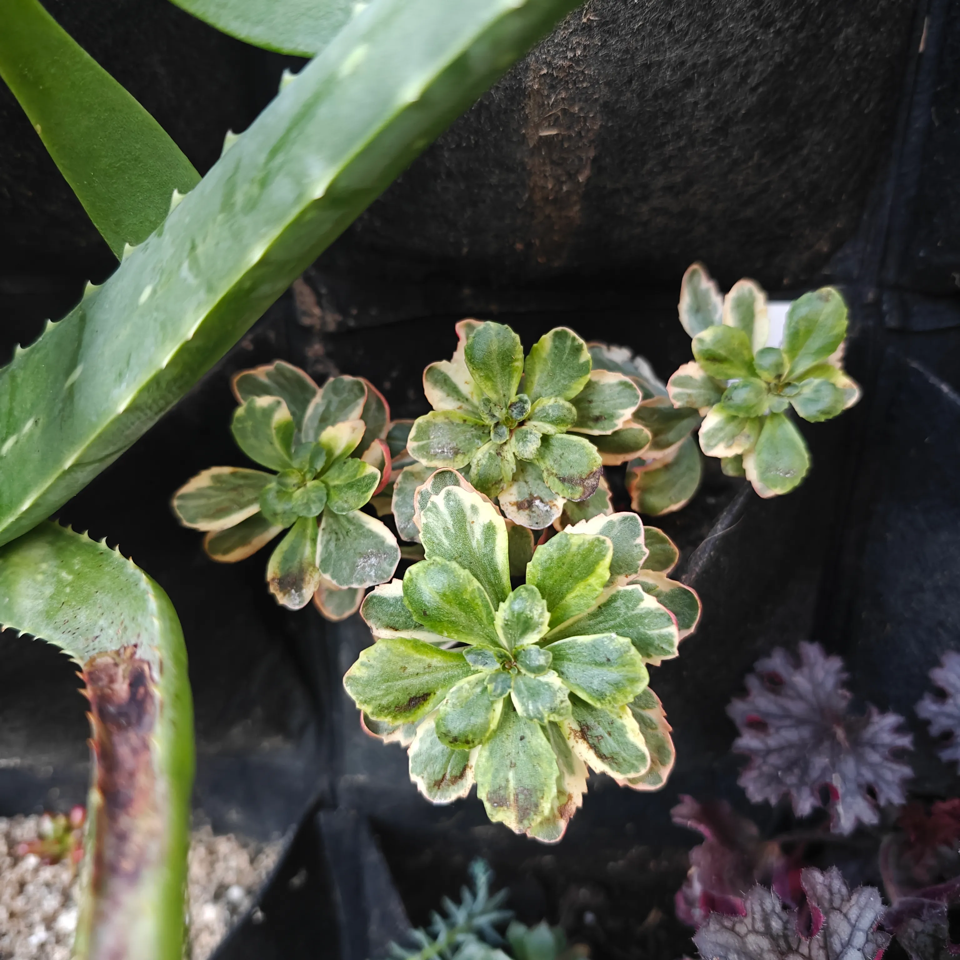 Sedum Takesimense
