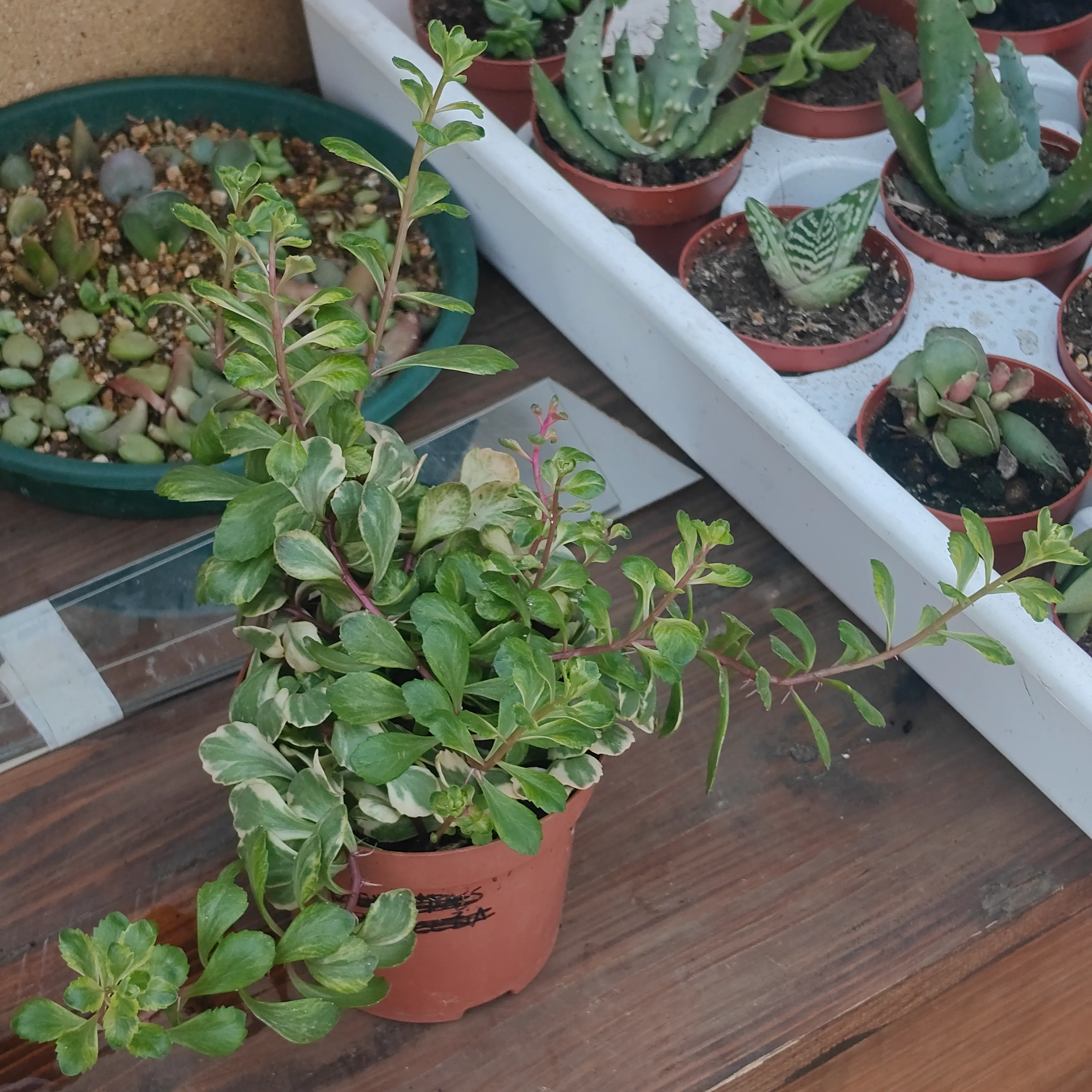 Sedum Takesimense 2