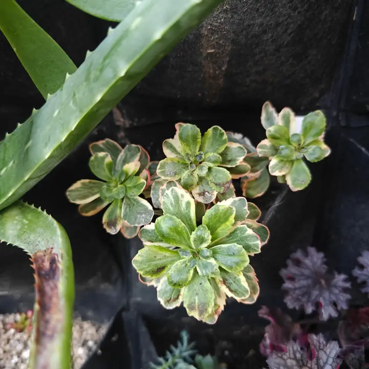 Sedum Takesimense 1