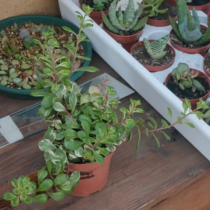 Sedum Takesimense 2