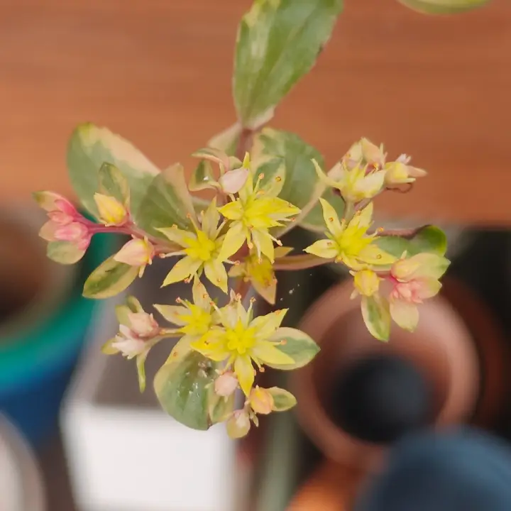 Sedum Takesimense 3