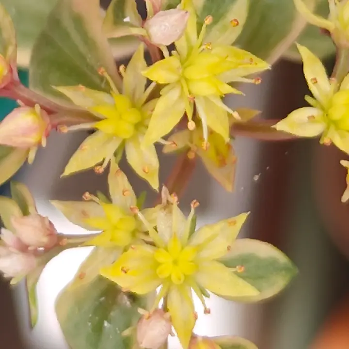 Sedum Takesimense 4