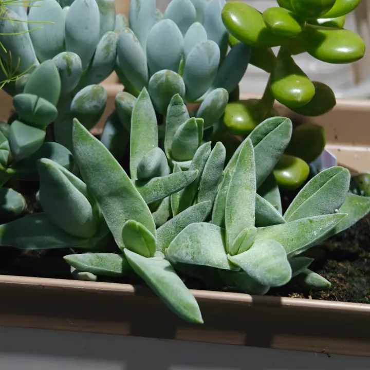 Crassula perfoliata minor 1