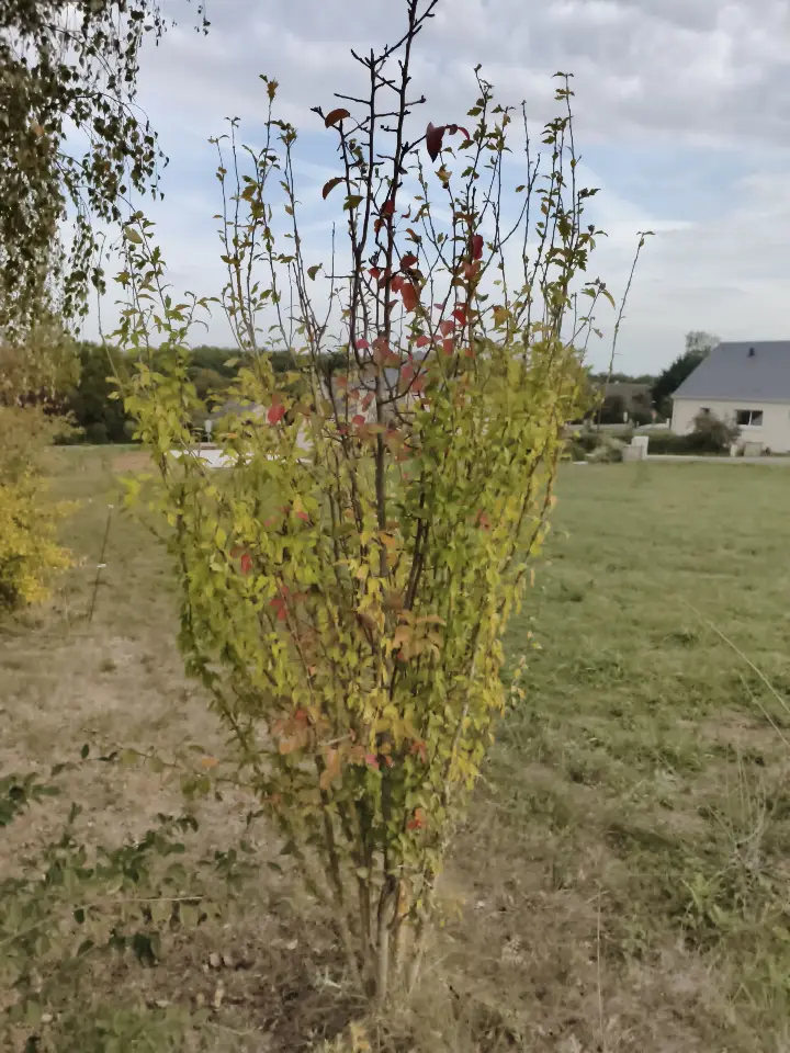 Euonymus europaeus 1